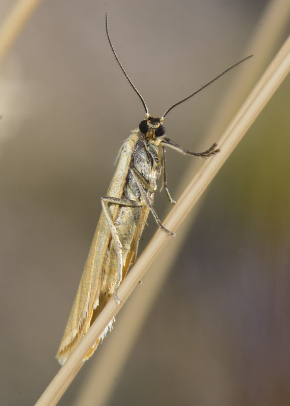 Eilema lutarella, Erebidae